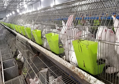 四川兔子养殖销售市场价钱【种兔养殖】